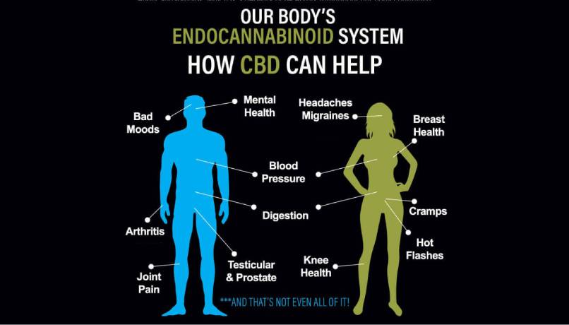 Endocannabinoid System